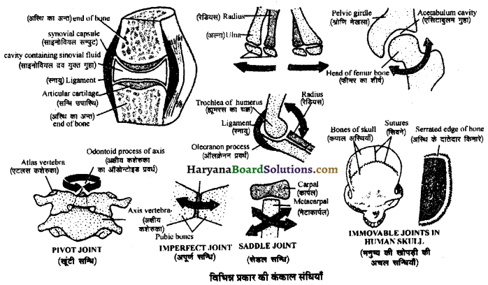 HBSE 11th Class Biology Important Questions Chapter 20 गमन एवं संचलन 6