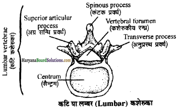 HBSE 11th Class Biology Important Questions Chapter 20 गमन एवं संचलन - 6