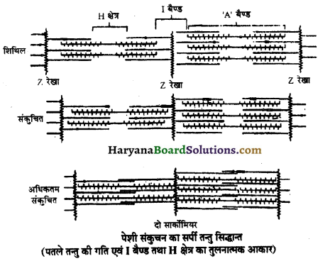 HBSE 11th Class Biology Important Questions Chapter 20 गमन एवं संचलन 7