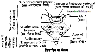 HBSE 11th Class Biology Important Questions Chapter 20 गमन एवं संचलन - 7