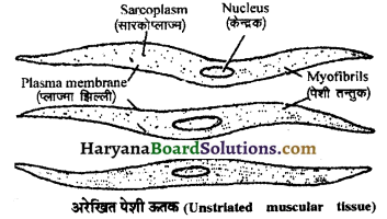 HBSE 11th Class Biology Important Questions Chapter 20 गमन एवं संचलन 8
