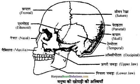 HBSE 11th Class Biology Important Questions Chapter 20 गमन एवं संचलन - 8