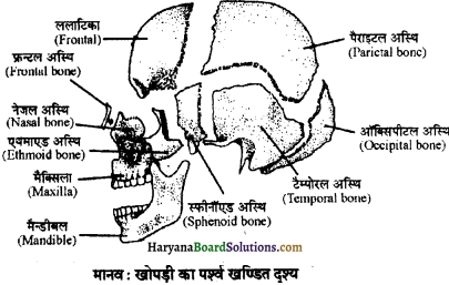 HBSE 11th Class Biology Important Questions Chapter 20 गमन एवं संचलन - 9