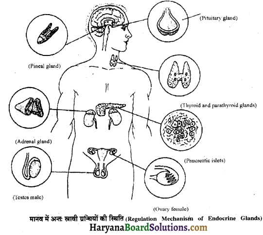 HBSE 11th Class Biology Important Questions Chapter 22 रासायनिक समन्वय तथा एकीकरण - 1