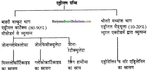 HBSE 11th Class Biology Important Questions Chapter 22 रासायनिक समन्वय तथा एकीकरण - 10