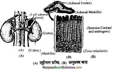 HBSE 11th Class Biology Important Questions Chapter 22 रासायनिक समन्वय तथा एकीकरण - 11