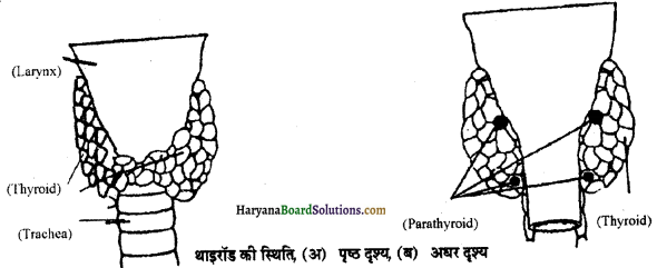 HBSE 11th Class Biology Important Questions Chapter 22 रासायनिक समन्वय तथा एकीकरण - 12