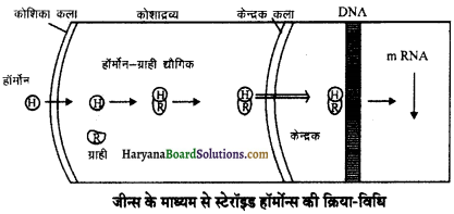 HBSE 11th Class Biology Important Questions Chapter 22 रासायनिक समन्वय तथा एकीकरण - 2