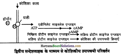 HBSE 11th Class Biology Important Questions Chapter 22 रासायनिक समन्वय तथा एकीकरण - 3