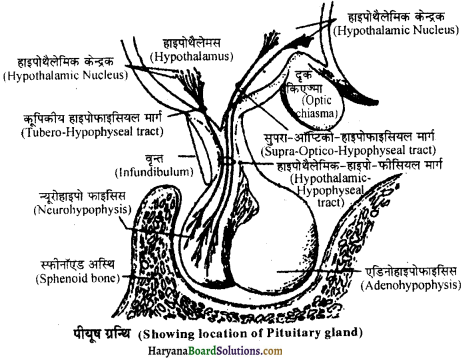 HBSE 11th Class Biology Important Questions Chapter 22 रासायनिक समन्वय तथा एकीकरण - 4