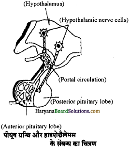 HBSE 11th Class Biology Important Questions Chapter 22 रासायनिक समन्वय तथा एकीकरण - 5