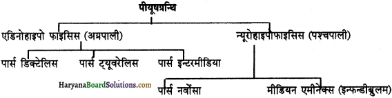 HBSE 11th Class Biology Important Questions Chapter 22 रासायनिक समन्वय तथा एकीकरण - 6