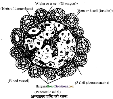 HBSE 11th Class Biology Important Questions Chapter 22 रासायनिक समन्वय तथा एकीकरण - 9