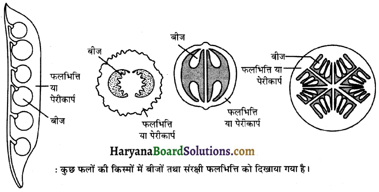 HBSE 12th Class Biology Important Questions Chapter 1 जीवों में जनन 1