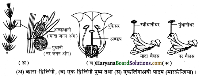 HBSE 12th Class Biology Important Questions Chapter 1 जीवों में जनन 2