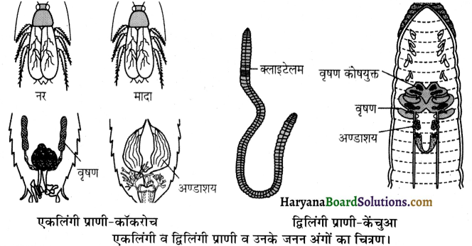 HBSE 12th Class Biology Important Questions Chapter 1 जीवों में जनन 3