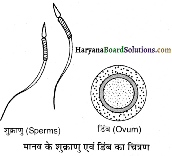 HBSE 12th Class Biology Important Questions Chapter 1 जीवों में जनन 4