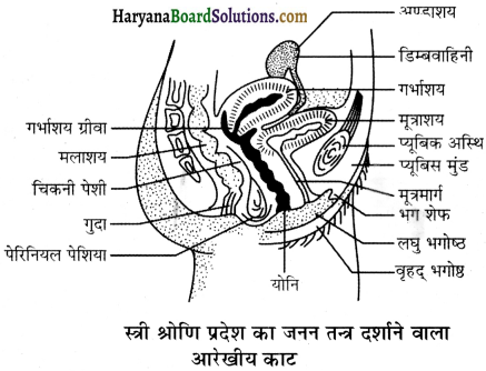 HBSE 12th Class Biology Important Questions Chapter 3 मानव जनन 11
