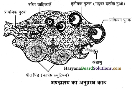 HBSE 12th Class Biology Important Questions Chapter 3 मानव जनन 12