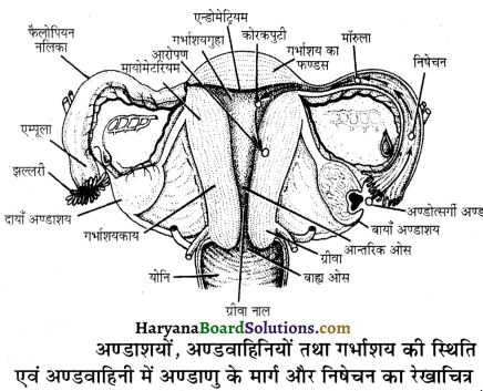 HBSE 12th Class Biology Important Questions Chapter 3 मानव जनन 13