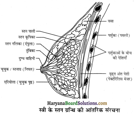 HBSE 12th Class Biology Important Questions Chapter 3 मानव जनन 15