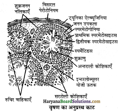 HBSE 12th Class Biology Important Questions Chapter 3 मानव जनन 16