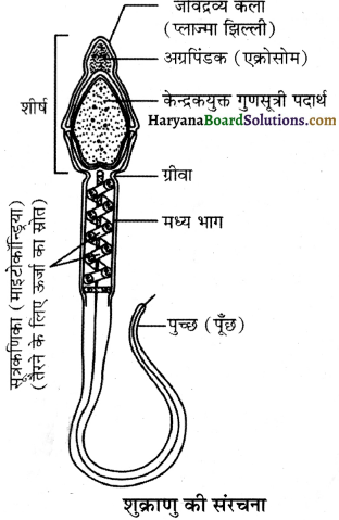 HBSE 12th Class Biology Important Questions Chapter 3 मानव जनन 17