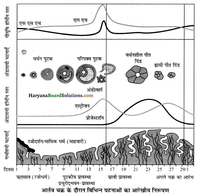 HBSE 12th Class Biology Important Questions Chapter 3 मानव जनन 18