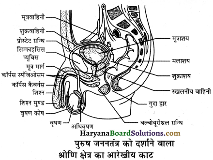 HBSE 12th Class Biology Important Questions Chapter 3 मानव जनन 19