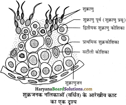 HBSE 12th Class Biology Important Questions Chapter 3 मानव जनन 2