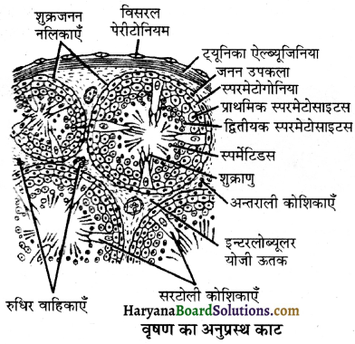 HBSE 12th Class Biology Important Questions Chapter 3 मानव जनन 20 - Copy
