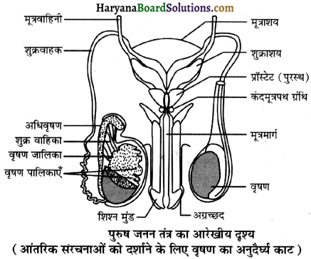 HBSE 12th Class Biology Important Questions Chapter 3 मानव जनन 21