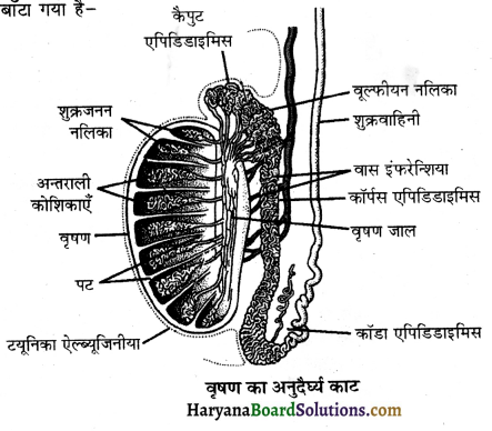 HBSE 12th Class Biology Important Questions Chapter 3 मानव जनन 22