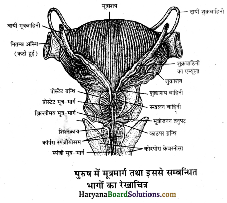 HBSE 12th Class Biology Important Questions Chapter 3 मानव जनन 23