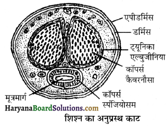 HBSE 12th Class Biology Important Questions Chapter 3 मानव जनन 24