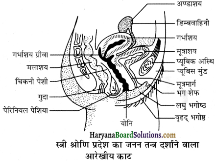 HBSE 12th Class Biology Important Questions Chapter 3 मानव जनन 25