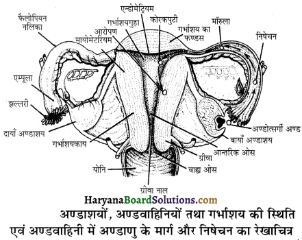 HBSE 12th Class Biology Important Questions Chapter 3 मानव जनन 27