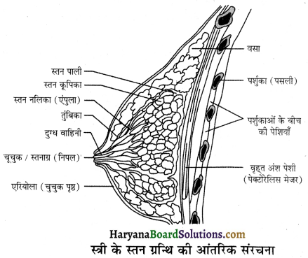 HBSE 12th Class Biology Important Questions Chapter 3 मानव जनन 29