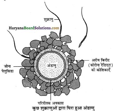 HBSE 12th Class Biology Important Questions Chapter 3 मानव जनन 3