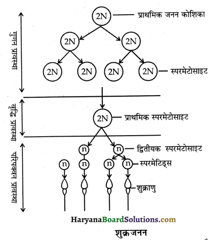 HBSE 12th Class Biology Important Questions Chapter 3 मानव जनन 30