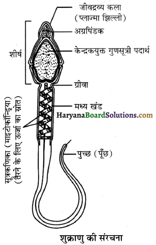 HBSE 12th Class Biology Important Questions Chapter 3 मानव जनन 32