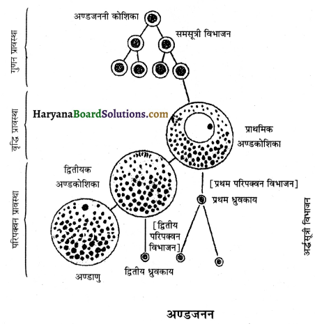 HBSE 12th Class Biology Important Questions Chapter 3 मानव जनन 33