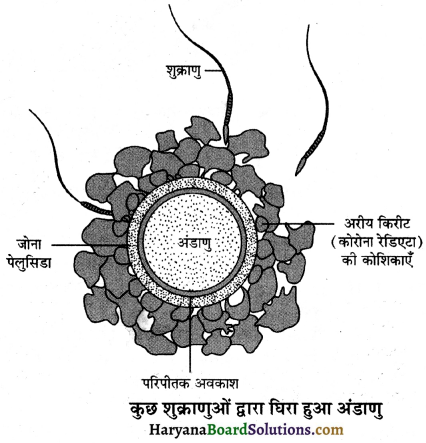 HBSE 12th Class Biology Important Questions Chapter 3 मानव जनन 34