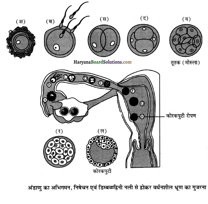 HBSE 12th Class Biology Important Questions Chapter 3 मानव जनन 35