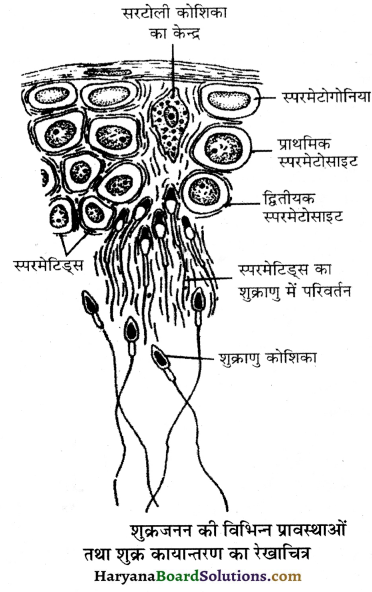 HBSE 12th Class Biology Important Questions Chapter 3 मानव जनन 37