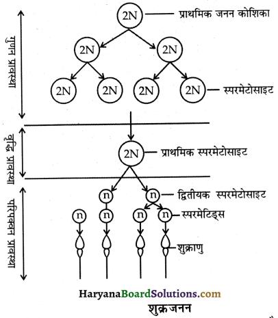 HBSE 12th Class Biology Important Questions Chapter 3 मानव जनन 38