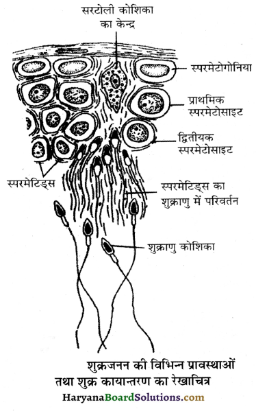 HBSE 12th Class Biology Important Questions Chapter 3 मानव जनन 39