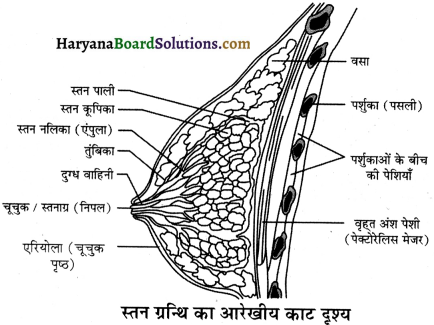 HBSE 12th Class Biology Important Questions Chapter 3 मानव जनन 4
