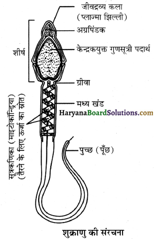 HBSE 12th Class Biology Important Questions Chapter 3 मानव जनन 40