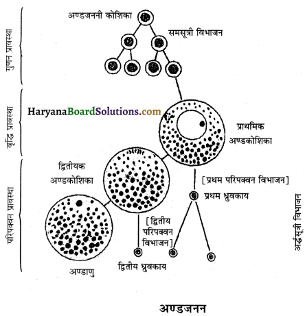 HBSE 12th Class Biology Important Questions Chapter 3 मानव जनन 41